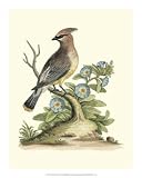 Poised In Nature III by George Edwards. PLAQUE MOUNTED. 11.55 inches width by 13.80 inches height. Highest Quality Art Poster Print