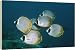Philippine / Bantayan / Panda / Masked BUTTERFLYFISH - school - 20 Inch Canvas Print (51 cm) by Ardea