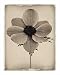 Sepia Anemone by Deborah Schenck poster print,8 in. x 10 in.