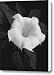 Angel Trumpet Canvas Print / Canvas Art - Artist Tom Reynen