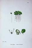 Sowerby Plants C1902 Gibbous Duckweed Lemna Gibba