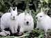 Domestic Rabbits, Netherlands Dwarf Breed, Small and White Variety Photographic Poster Print by Lynn M. Stone, 12x16