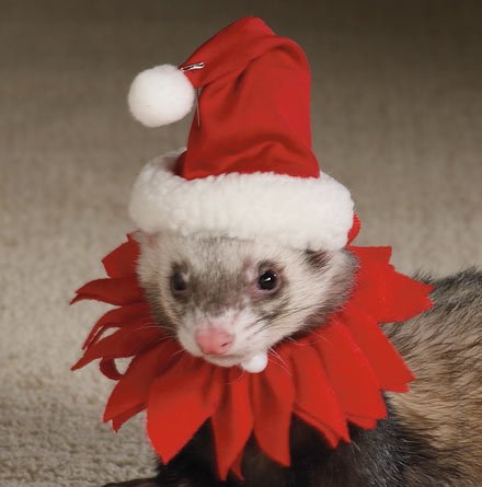 Marshall Ferret Santa Suit
