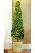 Boxwood Cone