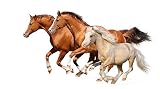 Wallmonkeys WM248820 Three Horses Gallop Peel and Stick Wall Decals (24 in W x 13 in H)