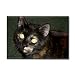 Dark Tortoiseshell Calico Magnet - Set of 2