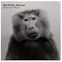 Baboon Moon