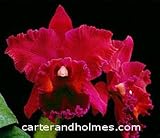 Pot. Red Crab 'Uncle Wang' X Blc Oconee 'Mendenhall' AM/AOS (photo)