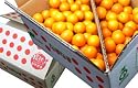 宮崎完熟きんかん たまたまエクセレント(2L) 3kg