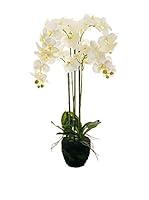 Evergreens Planta Artificial Phalaenopsis Blanco