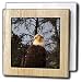 Krista Funk Creations Bald Eagles - Bald Eagle Has His Eye On You - Tile Napkin Holders