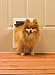 Freedom Door Premium Medium White by PetSafe