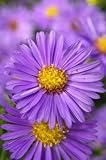 Asters, Purple, Wholesale Box of 120 Flowers