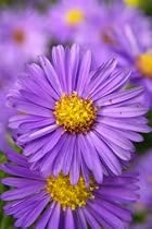 Asters, Purple, Wholesale Box of 120 Flowers
