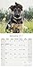 German Shepherd Puppies Calendar 2017 - Puppies Calendar - Dog Breed Calendars - 2016 - 2017 wall calendars - 16 Month by Avonside