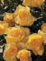 Monkey Business New 2010 (Rosa Floribunda) - Bare Root Rose