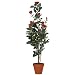 f-DECO ���[�Y���b�h 110cm