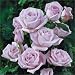 Climbing Blue Moon Rose 5 Seeds!rare!beautiful!