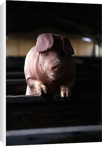 Canvas Prints of Great Yorkshire Show from Country Life Canvas Prints of Great Yorkshire Show from Country Life