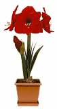 Potted Amaryllis Red Lion