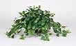 Artificial Mini Philo Ledge