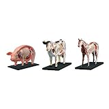 3-D Anatomic Puzzle Animals