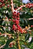 Lawn & Patio - Kona Coffee Plants - 2 pots full Grow your Own!! [TE080-2]