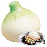 国華園　玉ねぎ苗　知多早生3号　100本