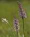 Photographic Prints of ROG-11465 Fragrant orchid, early morning, with hoary plantain (Plantago media) from Ardea Wildlife Pets