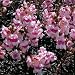 Antirrhinum Bronze