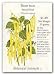 Bean Bush Pencil Pod Yellow Seed