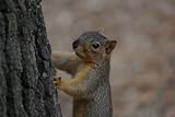 Fox Squirrel Taxidermy Photo Reference CD