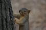 Fox Squirrel Taxidermy Photo Reference CD