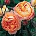 Lady Emma Hamilton--English Rose Bush Five Gallon Plant