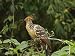 Close-up of Hoatzin Bird on Tree Limb, Madre De Dios Province, Amazon River Basin, Pe...