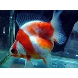 これは綺麗　桜流金ショートテール　2才　上物【こだわりの生体をお届けします　名生園】