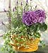 Lavender Dish Garden