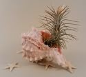 Seashell Air Plant Funkiana Tillandsia Terrarium By Hinterland Trading