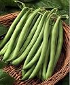 Blue Lake Pole Bean 100 or More Seeds