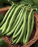 Blue Lake Pole Bean - 35 Seeds - BONUS PACK ! - B001IYVZN8
