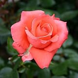 Edelrose Ave Maria   - (3-Liter Topf)
