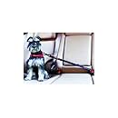 EzyDog Click Adjustable Car Dog Restraint