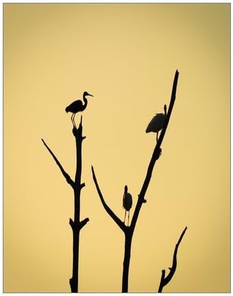 Fashion Trees birds silhouette Painting Canvas Print 11" x 14" Modern Canvas Art Wall Decor Landscape Oil Painting Wall Art Wall Decor Home Decorations.