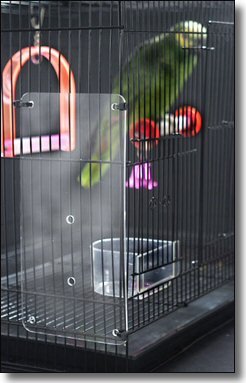 Feathered Phonics The Seed Guard, Small