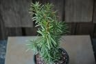 Taxus Media Maureen - Hybrid Yew Tree - Pot Size 4 Inch