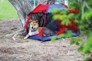 Outward Hound Pet Tent And Shade Shelter Medium 32x26x26h