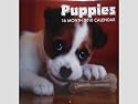 Puppies Dogs 16 Month 2010 Wall Calendar