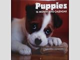 Puppies Dogs 16 Month 2010 Wall Calendar