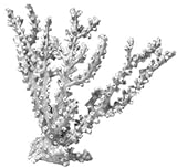 Ornament - Blk Octopus Coral Large Natural