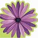 Purple Daisy Lunch Napkins 16ct